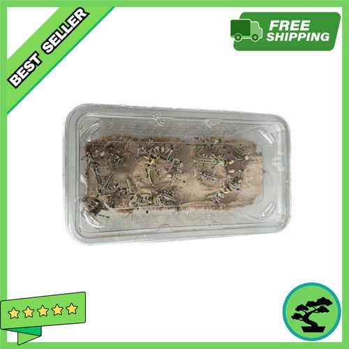Live medium locusts - live, (15-30mm)
