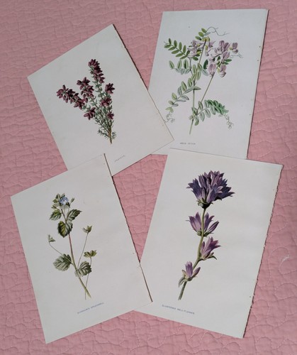 Antique botanical wild flower - botanical,