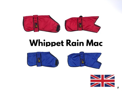Pet dog whippet - pet,