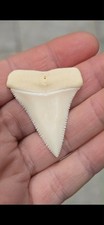 1.89” Great White Shark