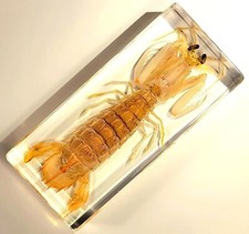 5.5" Real Mantis Shrimp in