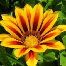 Gazania 'Tiger Stripes Mixed'