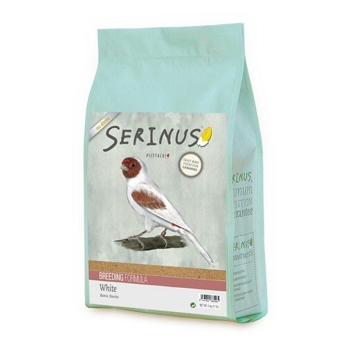 Serinus canaries white - canaries,