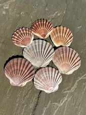 Flat Natural Scallop Shells.  7 Shells A Pack   Found and Cleaned  