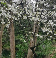 Cherry tree 2ft 60cm - cherry, 30-60cm