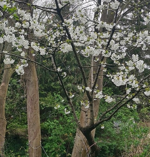 Cherry tree 2ft - cherry, 1-2ft