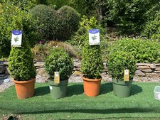 2x Ilex Crenata cones,2x Ilex. Crenata balls,(japanese holly) Topiary.