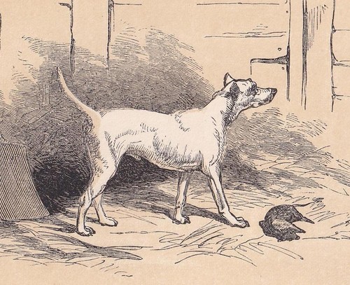 1851 terrier dog print - 1851,
