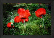 Red poppy Framed Wall Art