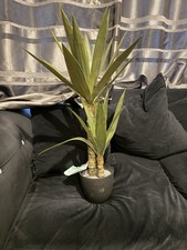 Yukka Plant In Pot 70 cm