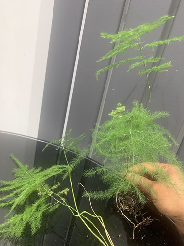 Asparagus fern plant - asparagus,