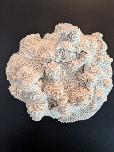 Large natural brain - natural, coral