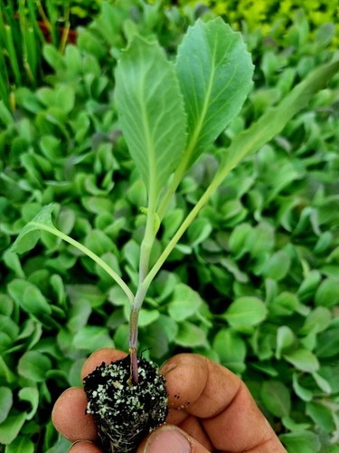 Cabbice cabbage plug plants - plug,