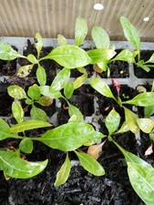 Evening Primrose Plant-Seedlings??