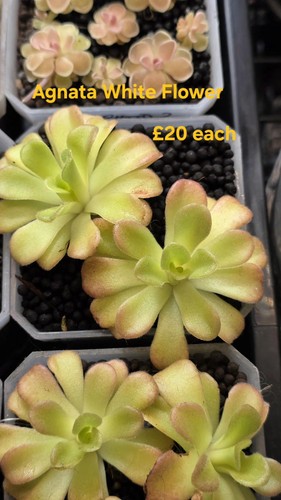 Pinguicula agnata white - agnata, "white