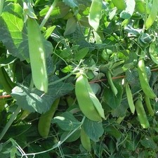 PEA  MANGETOUT SNOW PEA  OREGON SUGAR POD  250 SEEDS