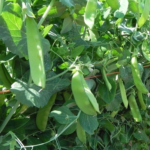 Pea mangetout snow - pea,
