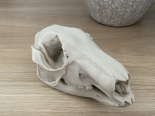 Replica kangaroo skull - kangaroo,