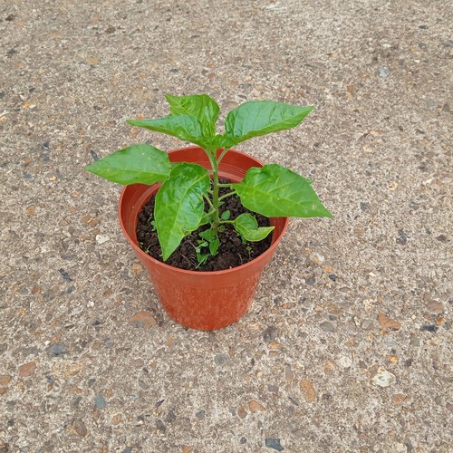 Natural home grown chilli - home,