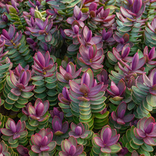 Hebe 'Red Edge' Hardy