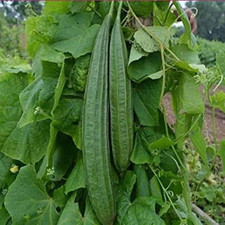 Asian,indian,Bangladeshi