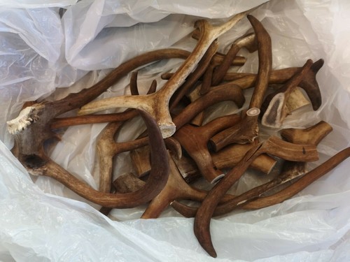 Real reindeer antler pieces - real,