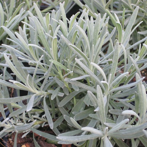 Lavender perennial plant a - perennial,