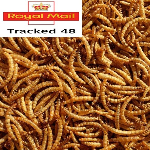 Juicy dried mealworms - juicy,