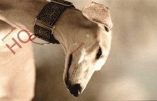 Picture Postcard: Dog, Saluki