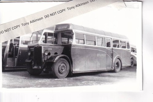 Red white albion duple - /,