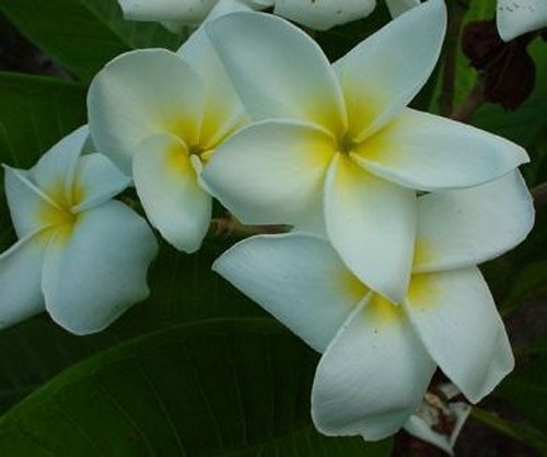 Fresh seeds frangipani - 5,