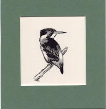 Peter Scott  ~ KINGFISHER ~