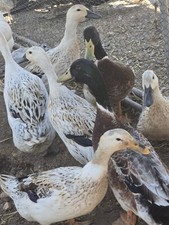 8 Welsh Harlequin  Duck