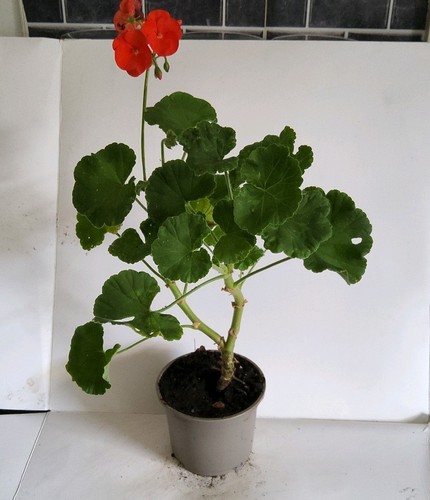 Red geranium - red,