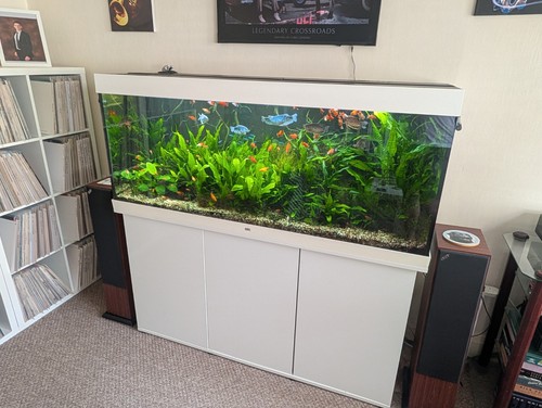 Juwel rio 450l fish tank - fish,