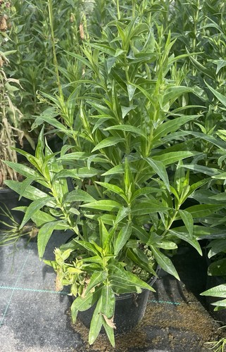 Penstemon pensham laura - pensham,