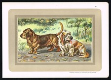 Bassets Griffons de Bretagne &