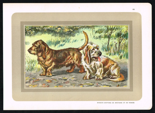 Bassets griffons bretagne - bassets,