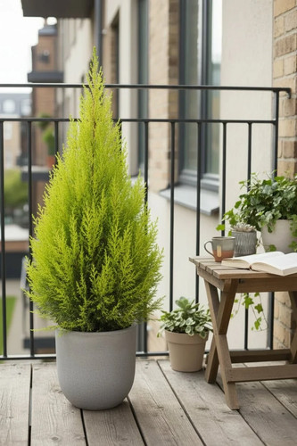 Cupressus wilma goldcrest - wilma,
