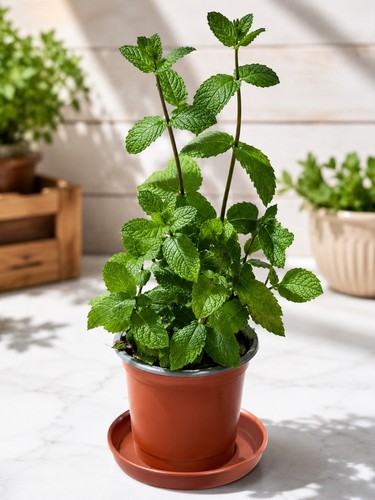 Live mint plant healthy - live, &