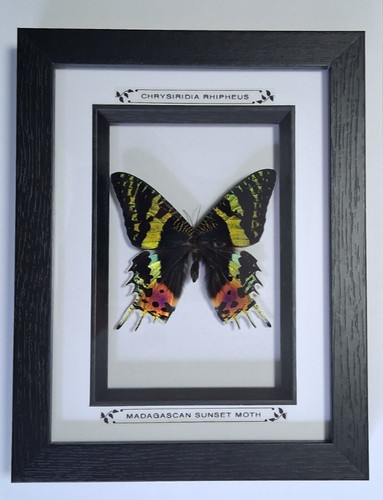 Taxidermy real framed - real,