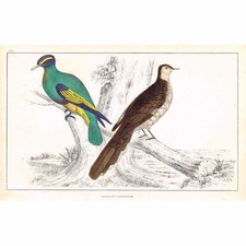 PIGEON Purple Crowned and Red Collared - Hand Coloured - Antique Print c1850