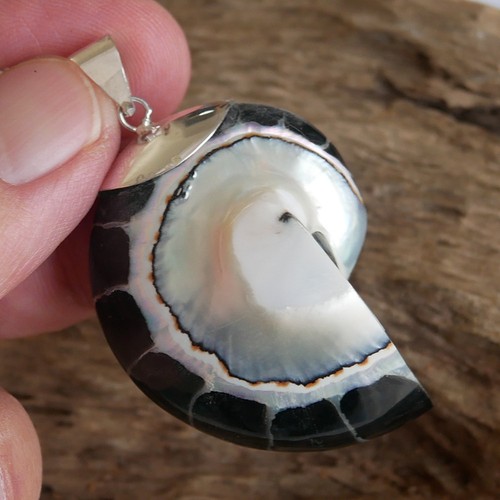 Large black nautilus - large,