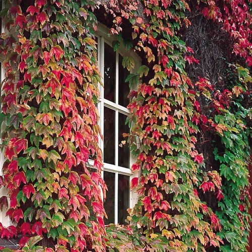Boston ivy vigorous self - vigorous,