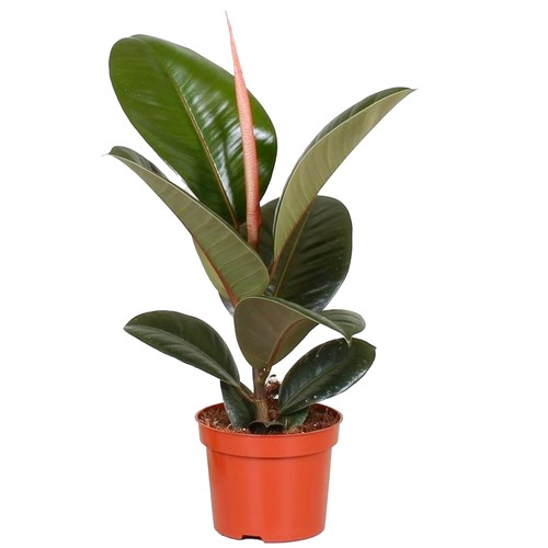 Lush ficus robusta - lush,