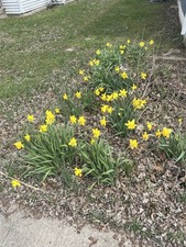 Daffodil Bulbs 20 approx 1