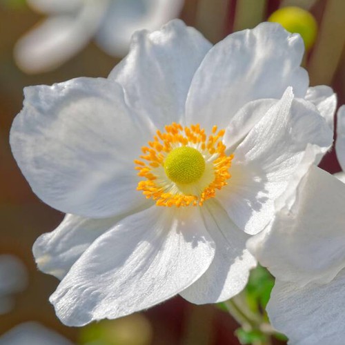 Anemone ruffled swan - ruffled,