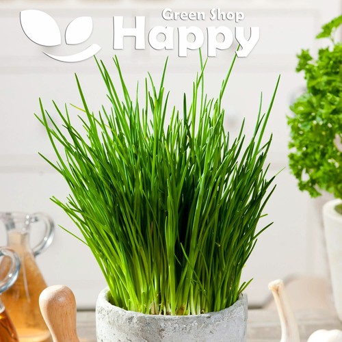Chives bohemia 1000 - bohemia, herb