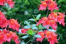 Rhododendron scyphocalix bushy - rhododendron,
