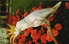 Picture Postcard:;Greater Sulphur-Crested Cockatoo, 'Birdworld' Holt Pound